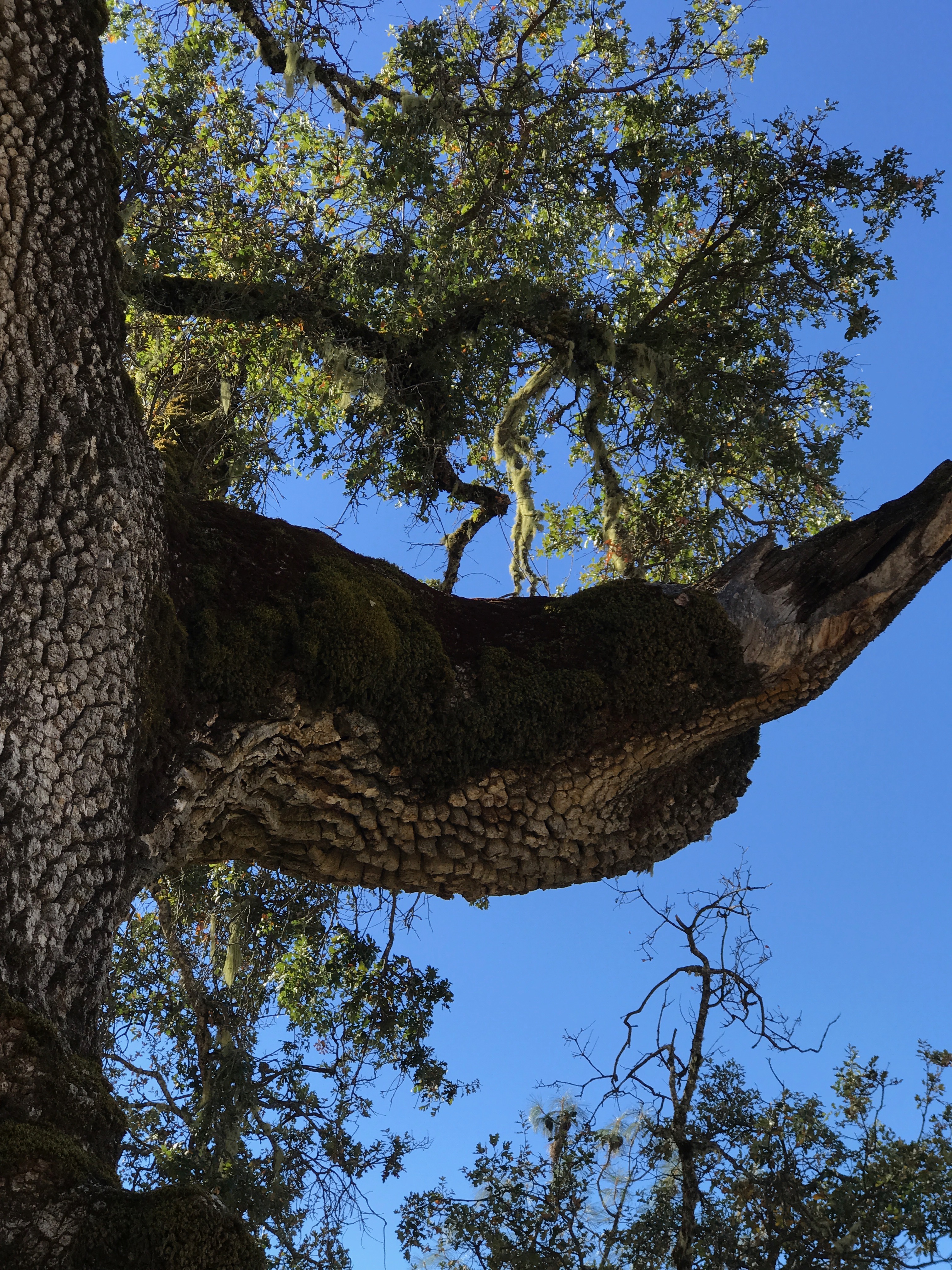 big-tree-3-freestone-ranch